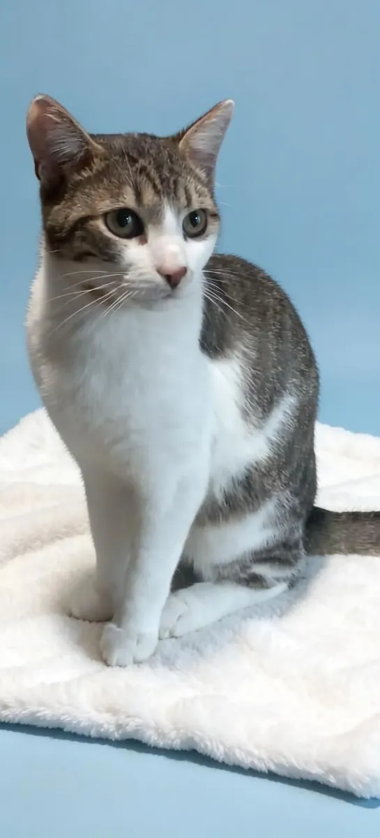 Gentle and affectionate kitty