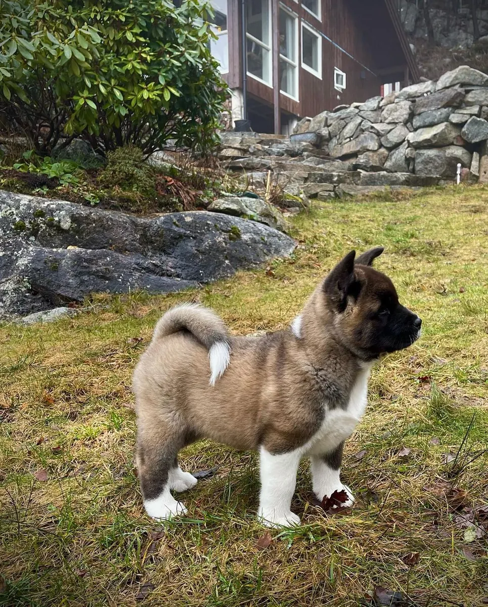 Cachorros de Akita Americano (FCI) buscan un hogar lleno de amor; dos machos aún están disponibles.