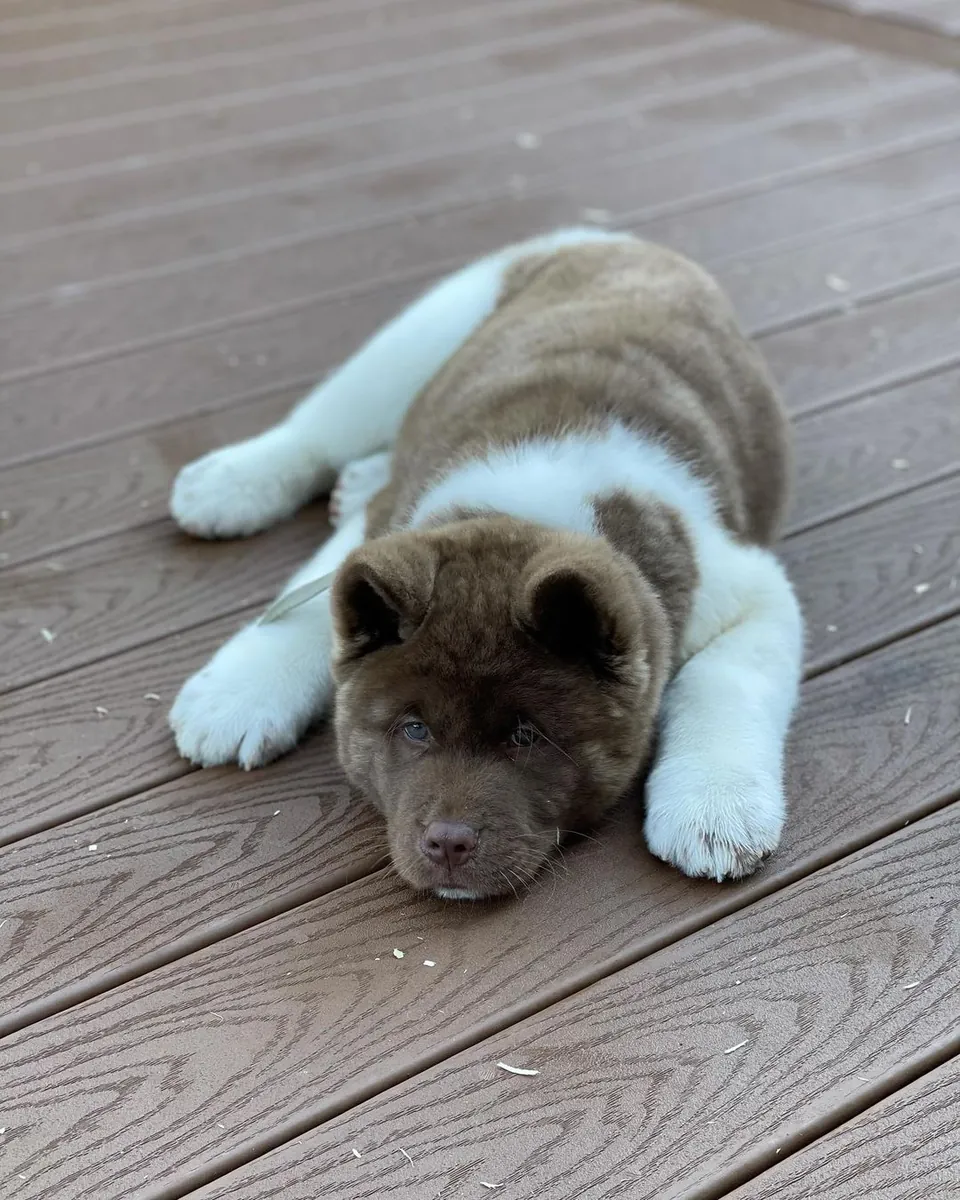 Nos chiots sont élevés exclusivement en intérieur