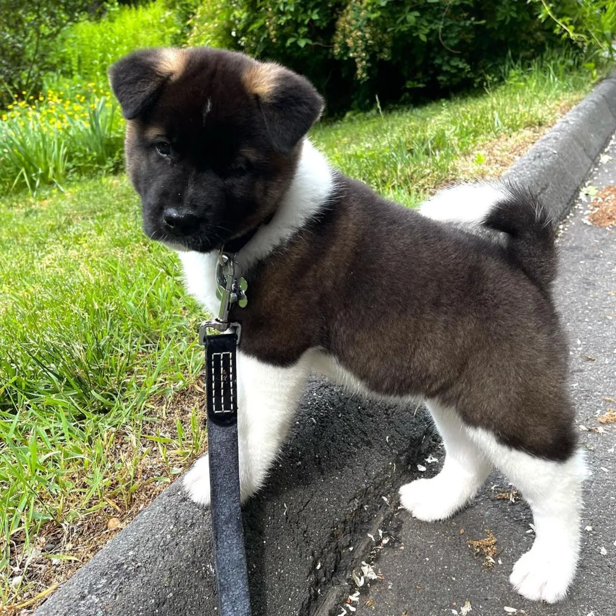 Si vous cherchez un Akita américain sain, bien socialisé et élevé avec beaucoup d'amour