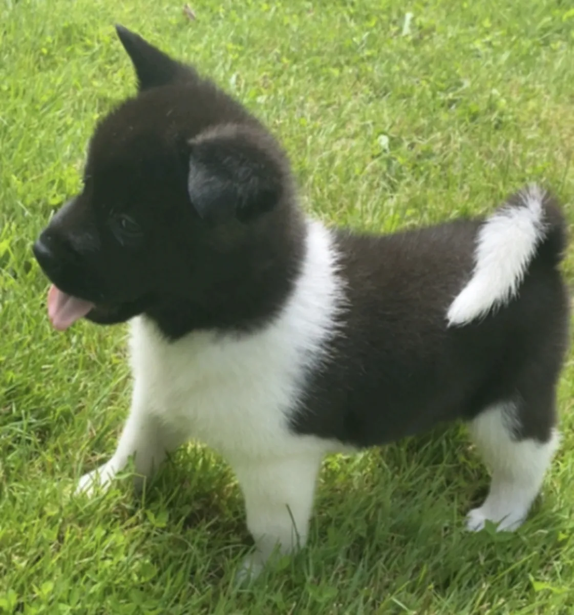 Nous avons des chiots disponibles. Ils sont nés le 30 juillet 2026.