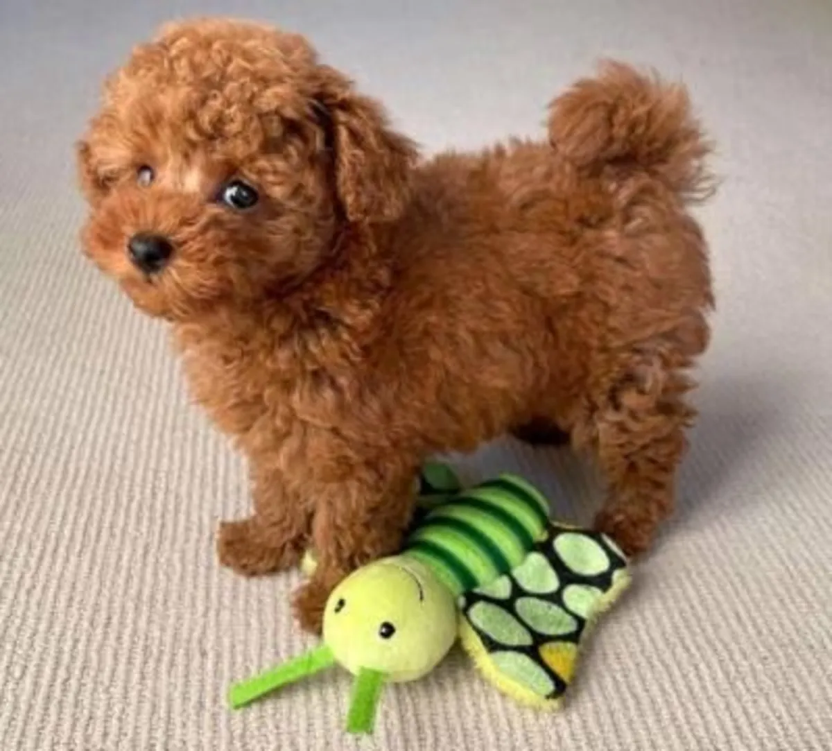 cute toy poodle puppies 