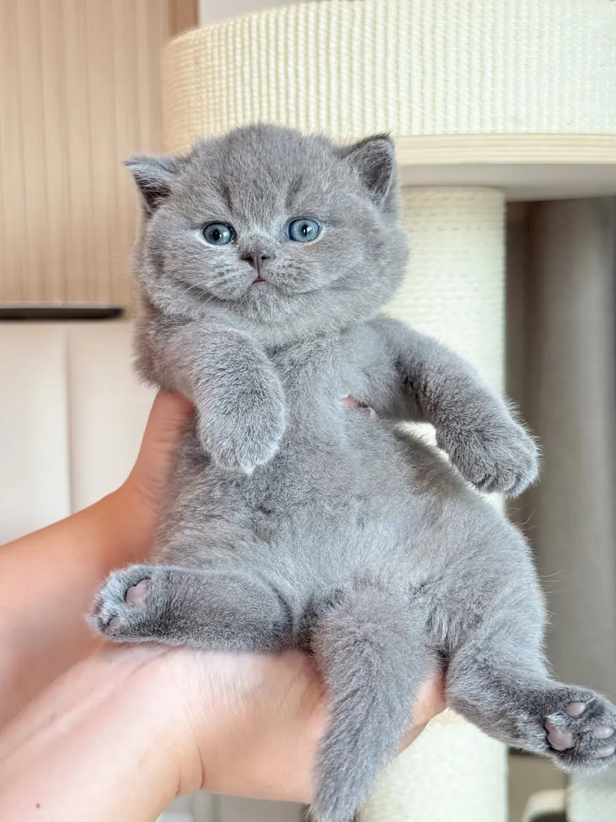 Jolis chatons British Shorthair