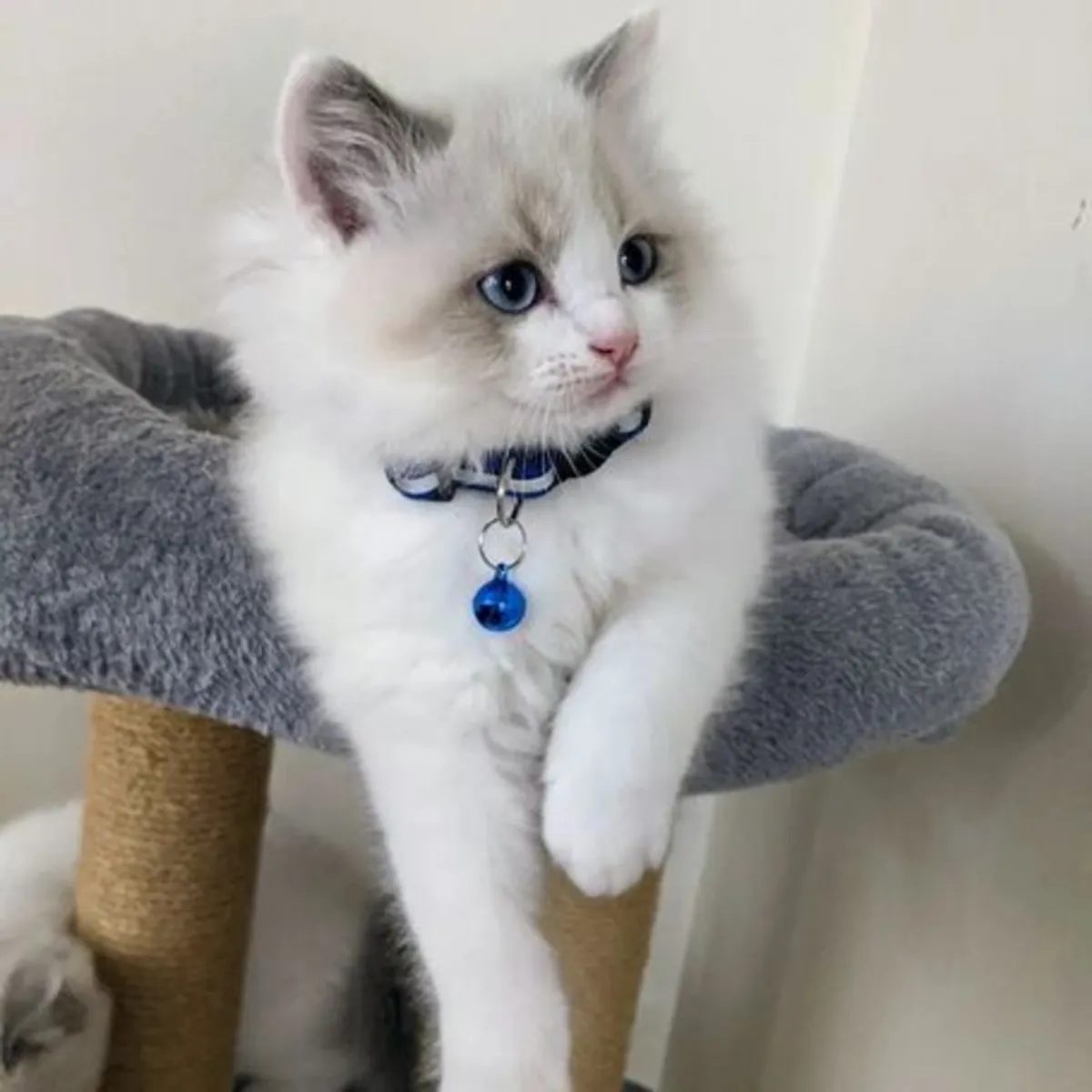 beautiful Ragdoll kitten for sale 