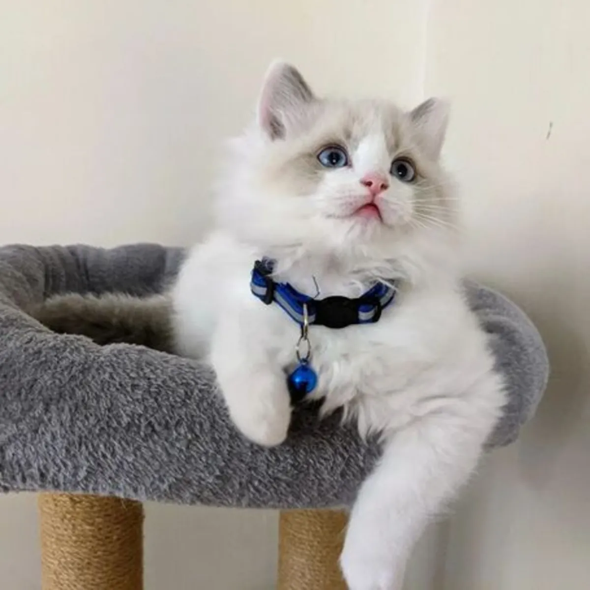 beautiful Ragdoll kitten for sale 