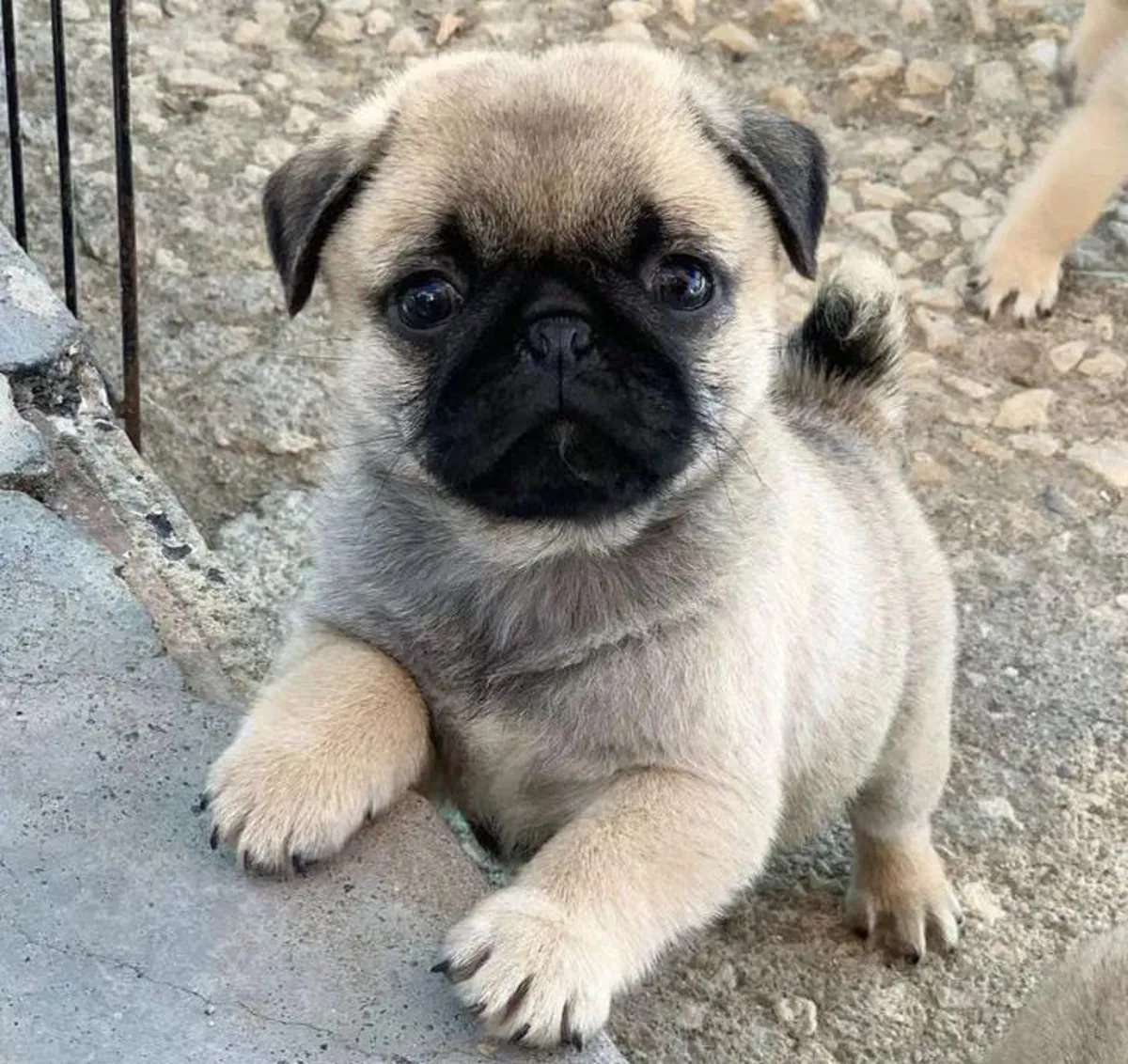 Lovely pug puppies