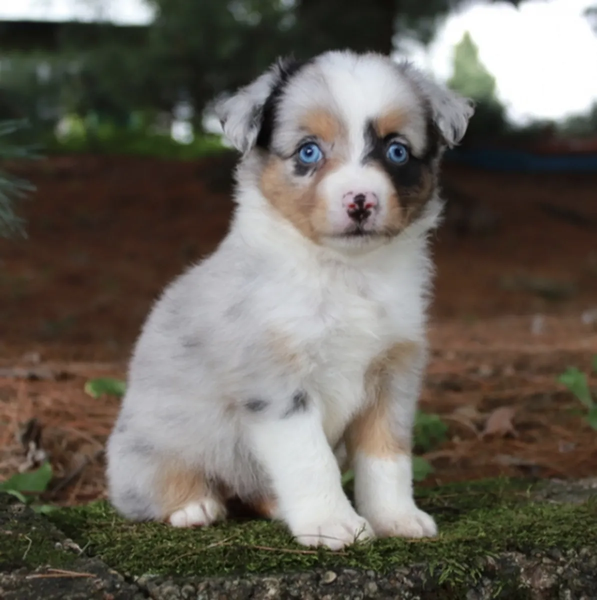 Bizim değerli Mini Avustralya Çoban Köpeği yavrularımız