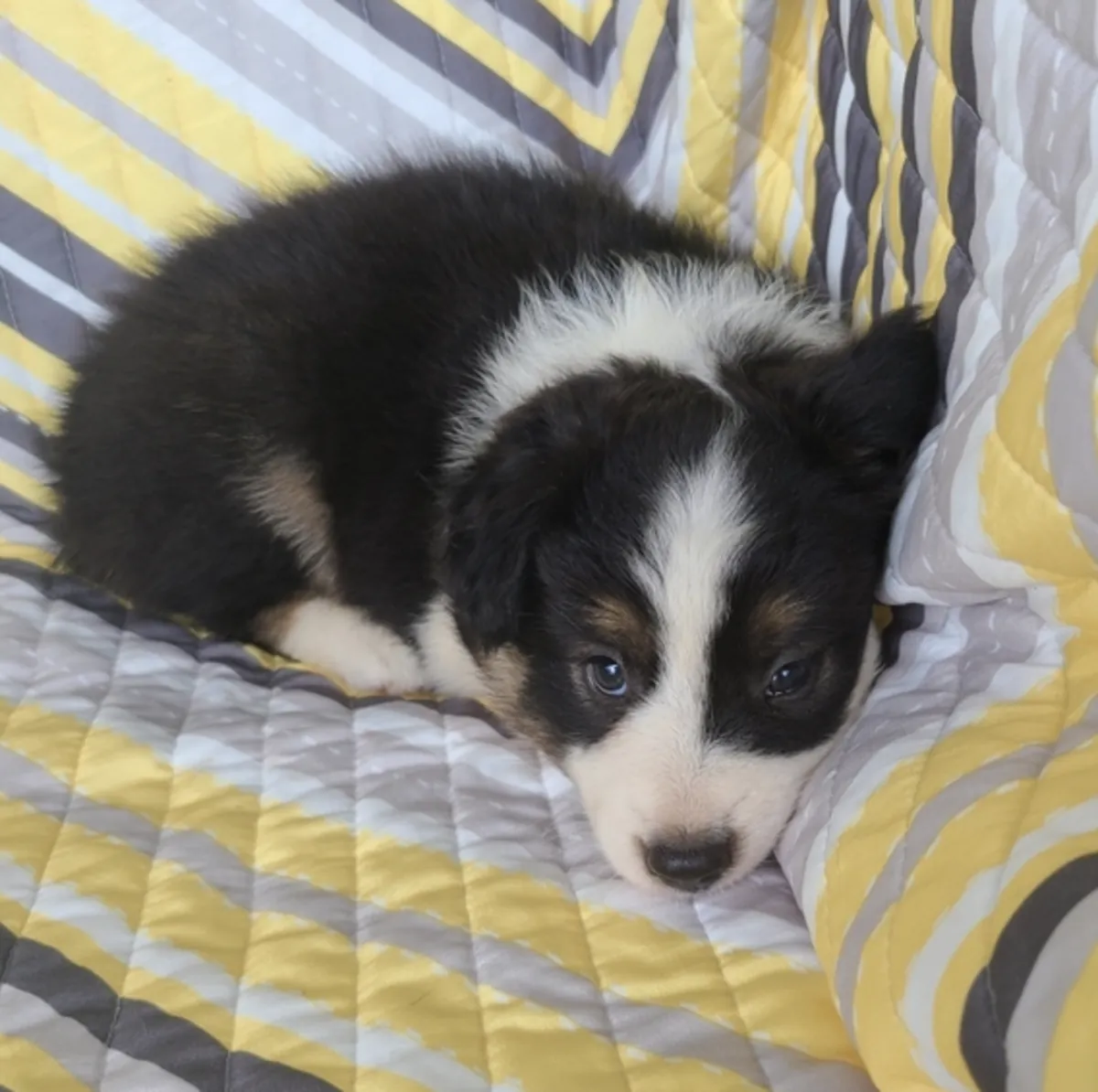 Nuestros cachorros crecen en el seno de nuestra familia