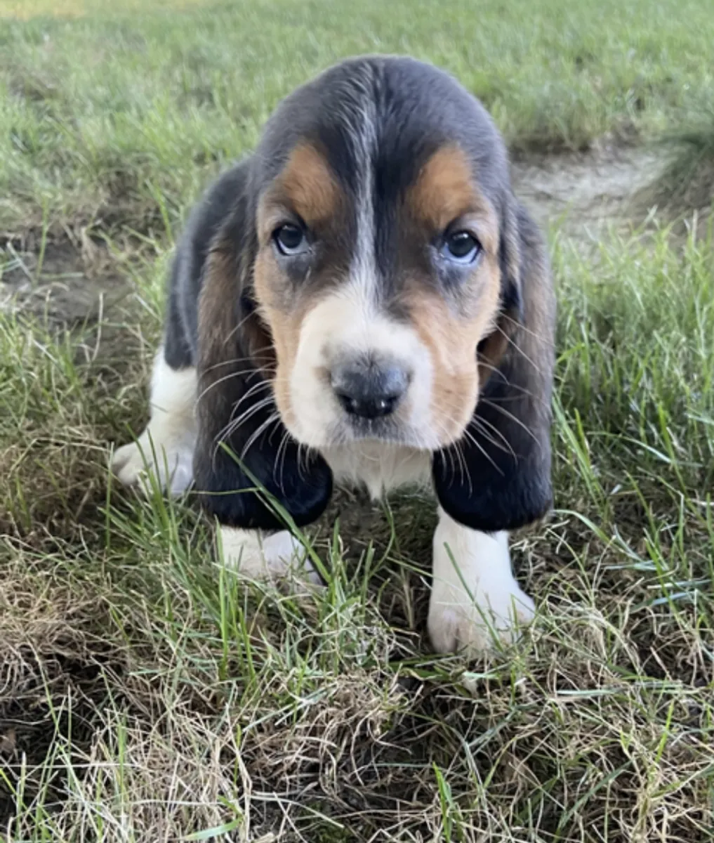 Quand nos chiots sont prêts à partir dans leurs nouveaux foyers à partir de 10 semaines