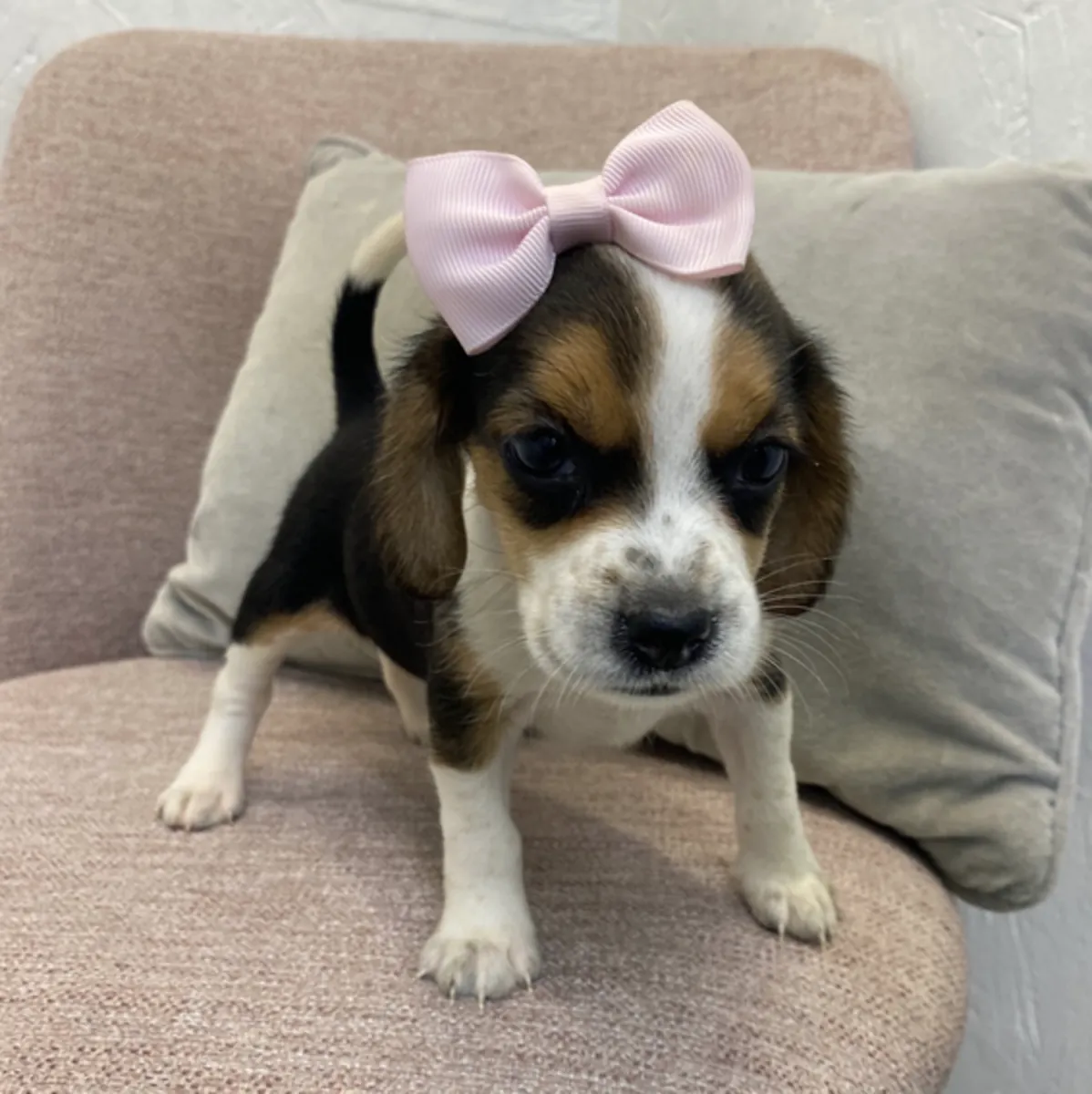 Los perros progenitores se utilizan para la caza 