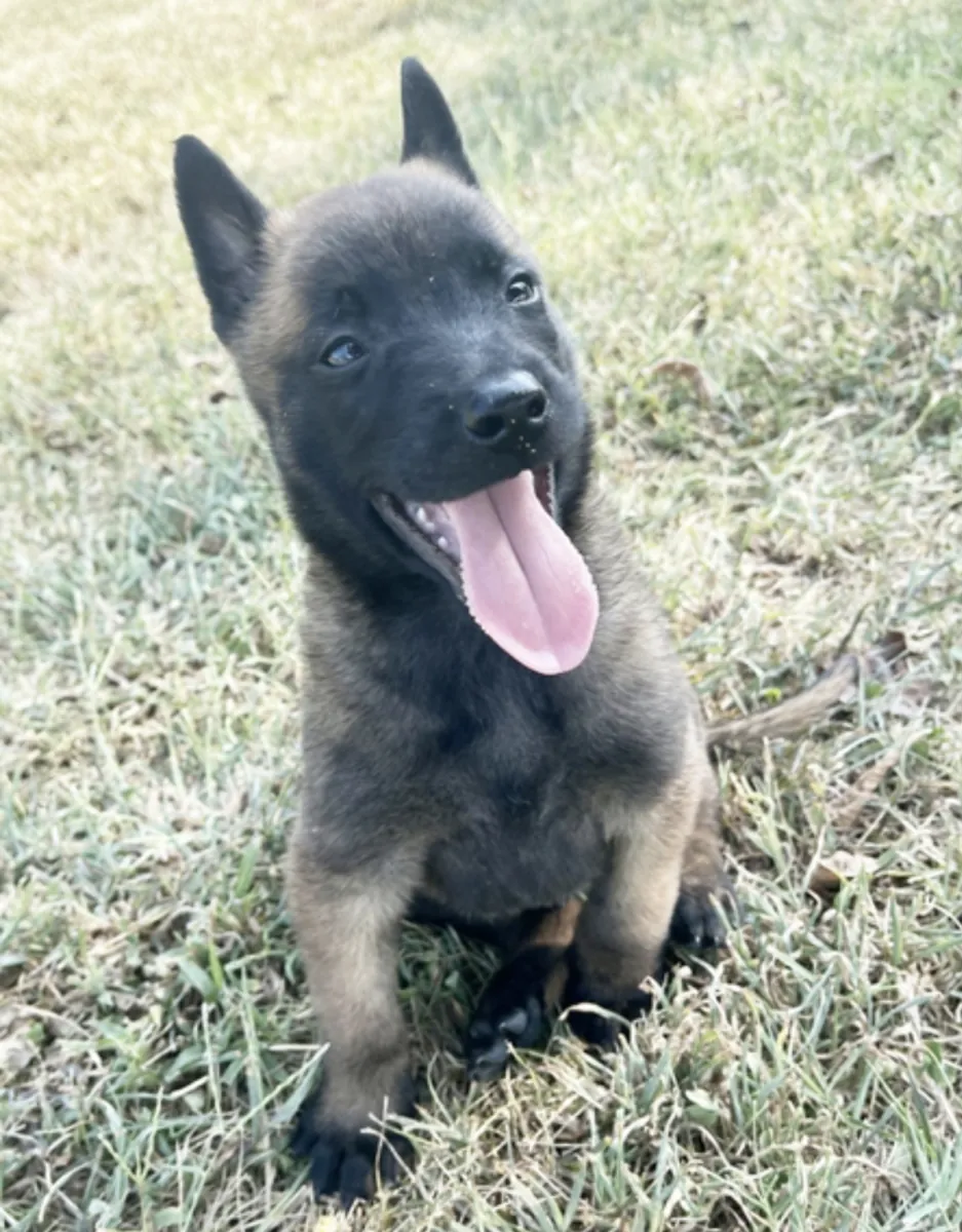 比利时牧羊犬和荷兰牧羊犬混血幼犬