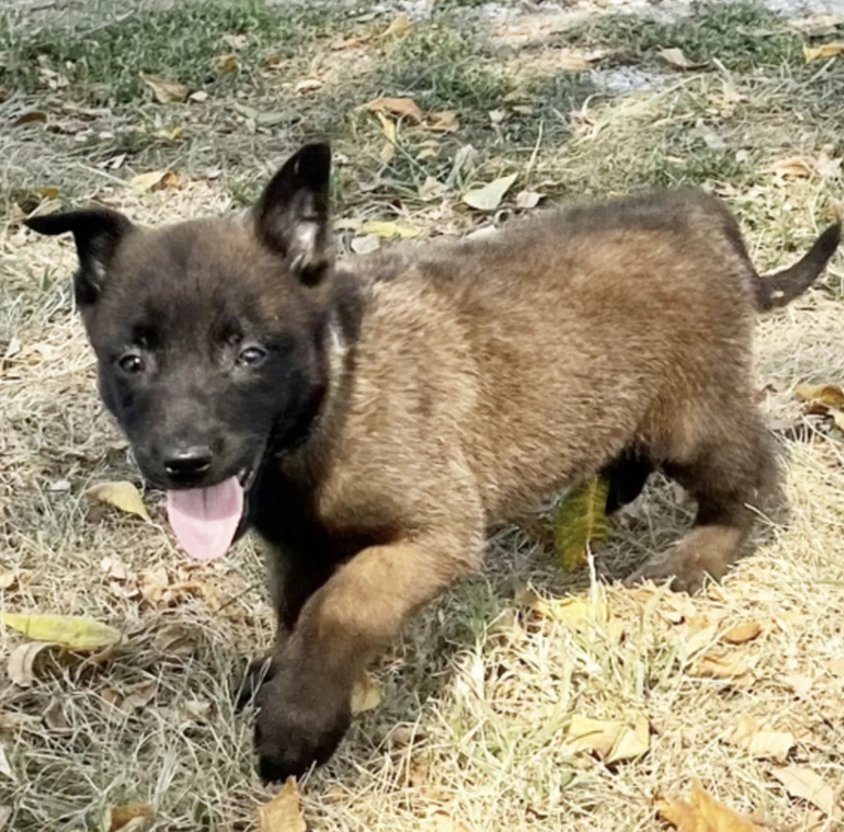La mère est un Malinois de pure race