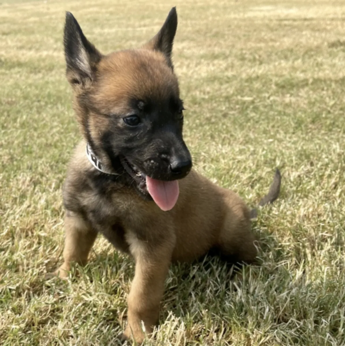 我们的幼犬在很多环境中成长