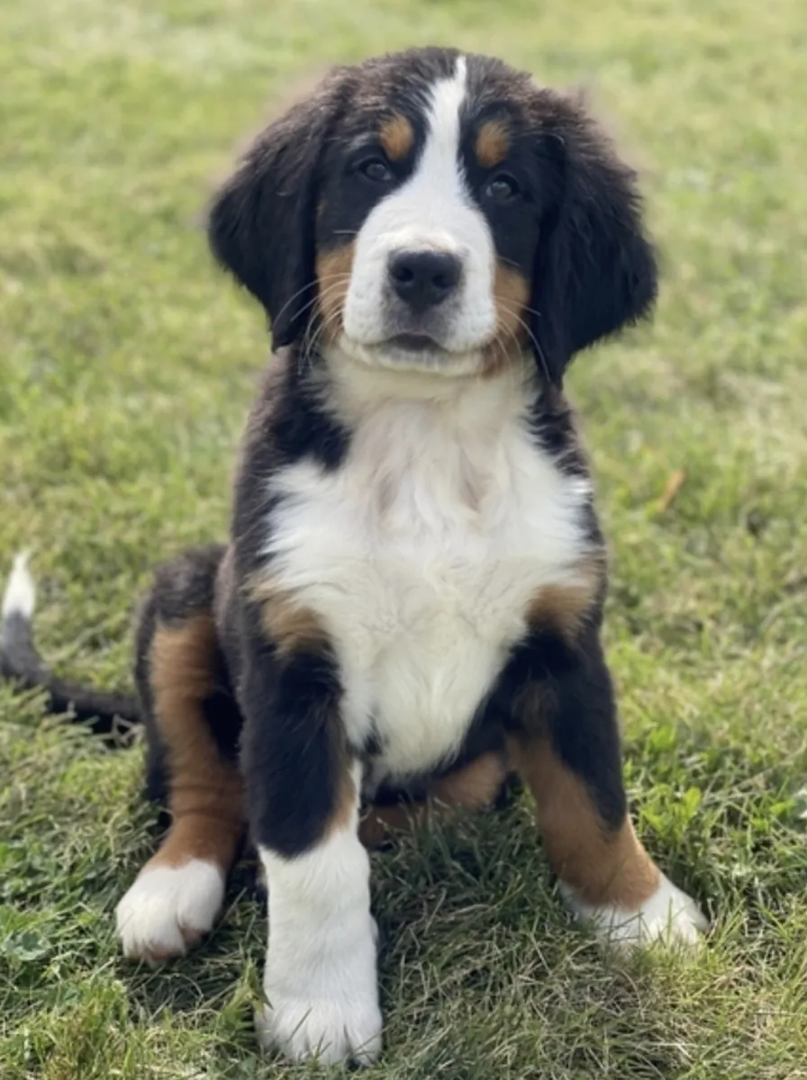 Nuestros 10 preciosos cachorros de Boyero de Berna nacieron