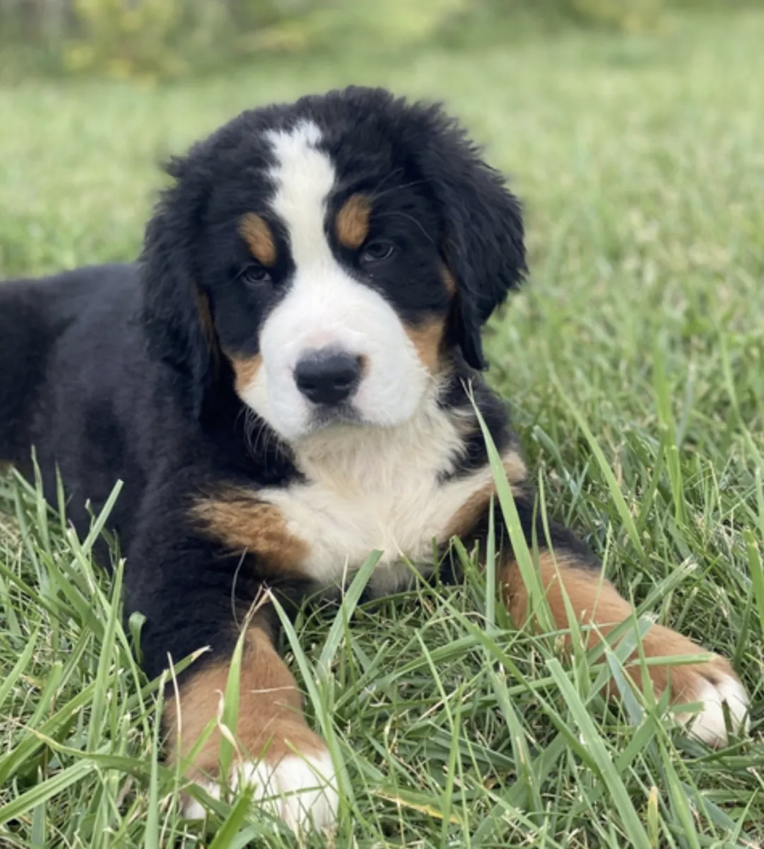 Nuestros pequeños amigos peludos estarán listos para mudarse