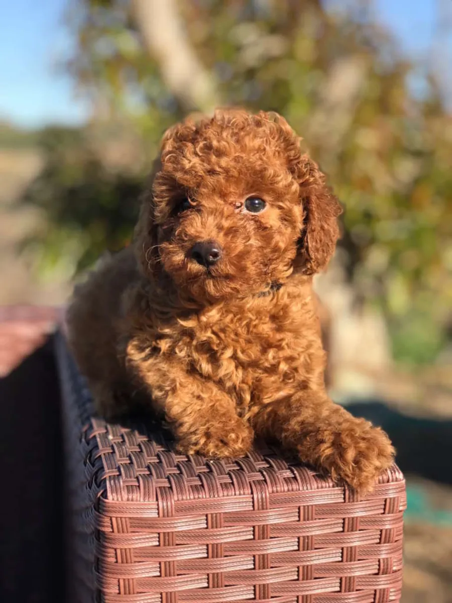 Cachorros de Poodle Toy buscan un hogar
