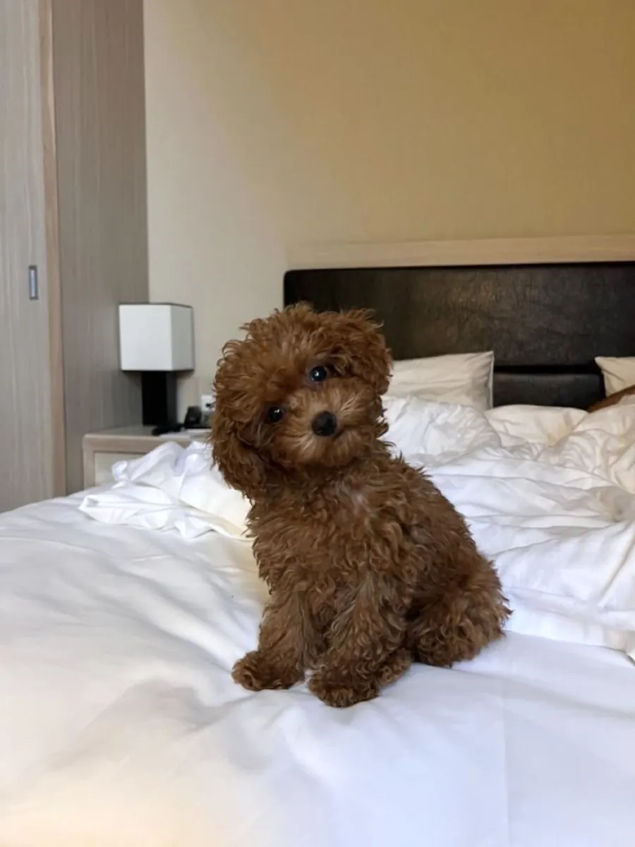 Deux chiots Teacup Poodle cherchent une nouvelle famille