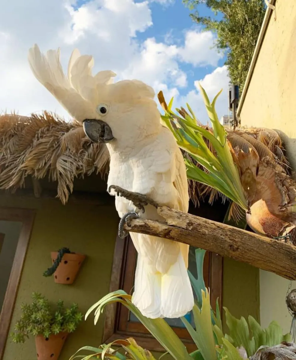SUPER SWEET UMBRELLA COCKATOO (Please contact me via whatsapp number bellow)