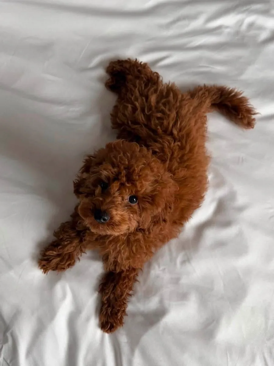 Superbes chiots Teacup Poodle disponibles