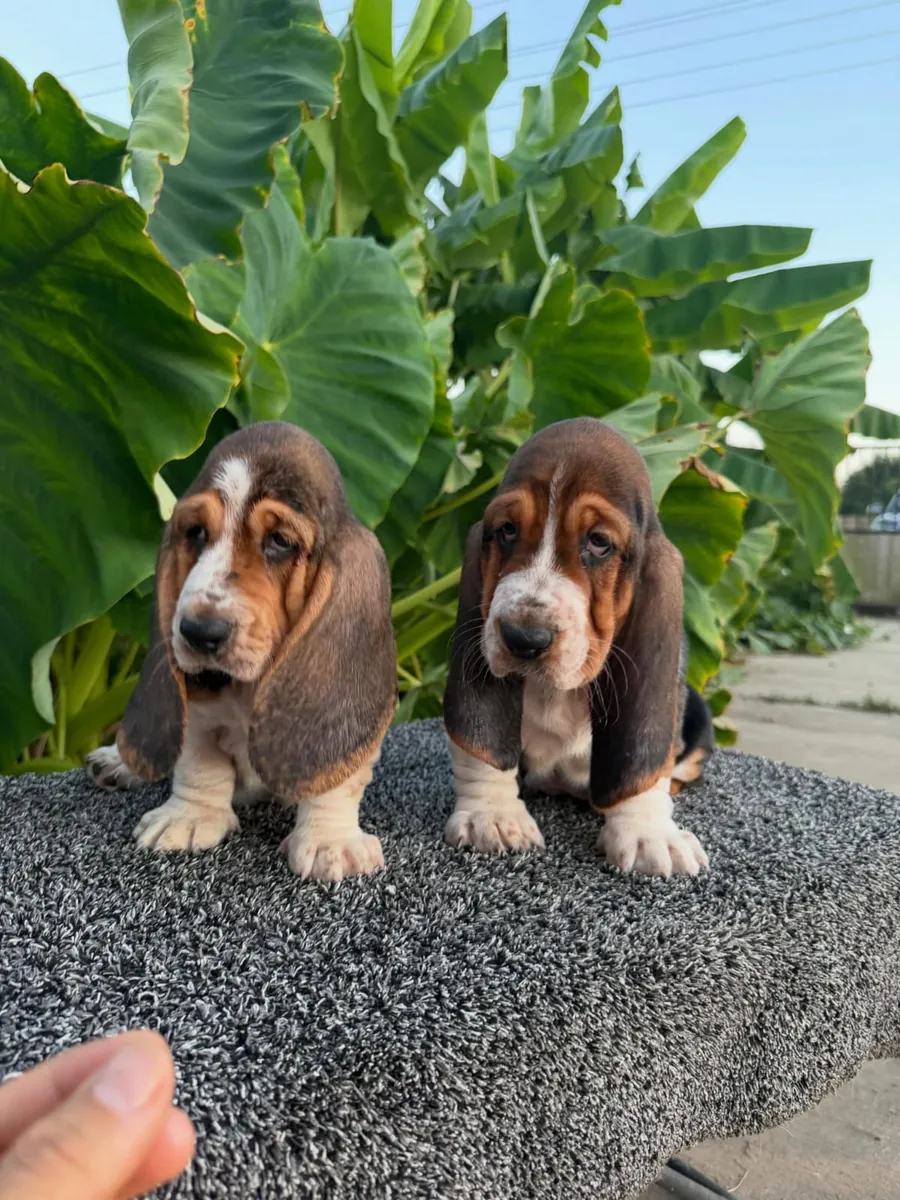 Sevimli ve oyuncu Basset Hound yavruları 632000221