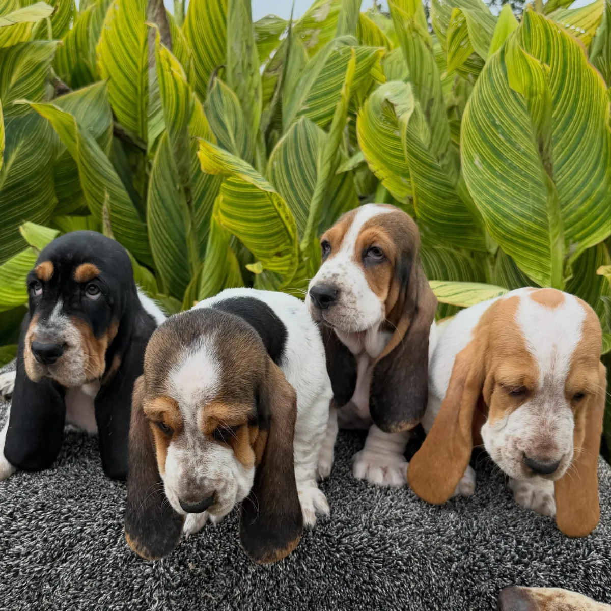 Tatlı ve oyuncu Basset Hound yavruları 632000221