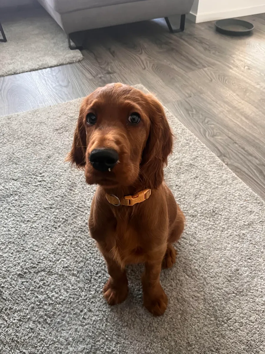 Энергичной собаке нужен человек, который сможет уделять ей время.