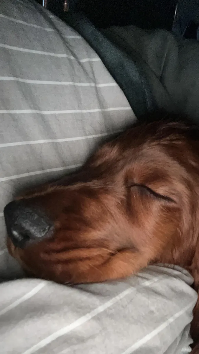 Энергичной собаке нужен человек, который сможет уделять ей время.