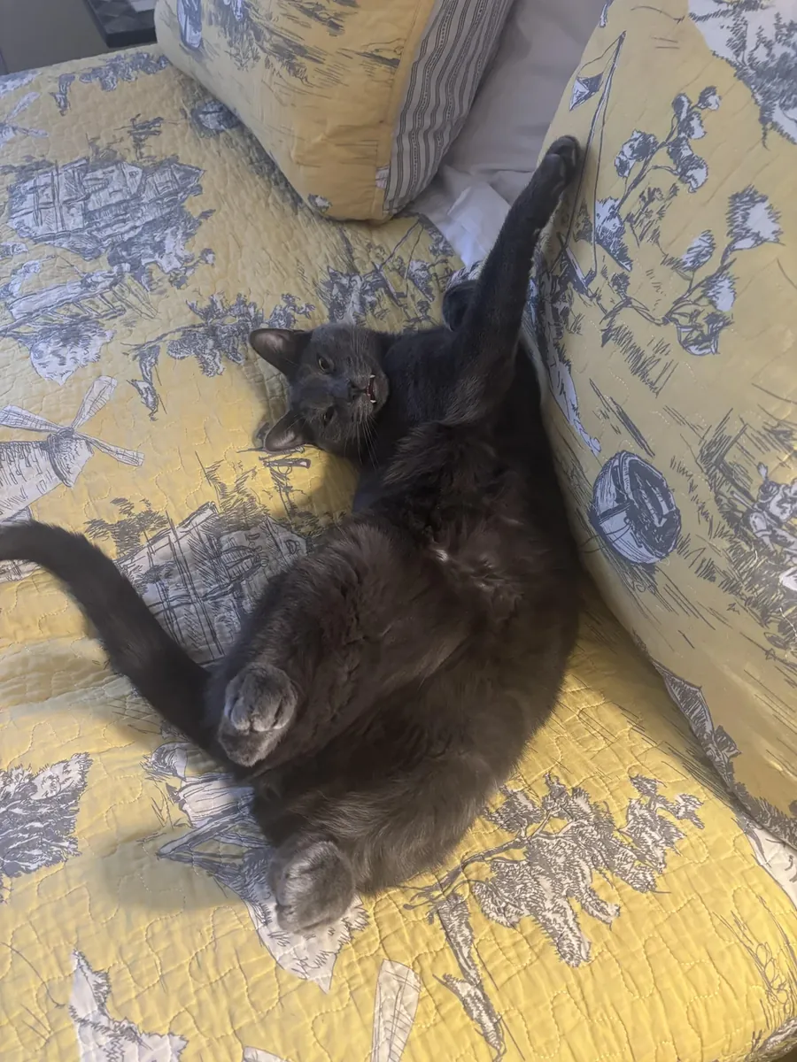 линия родительской охоты