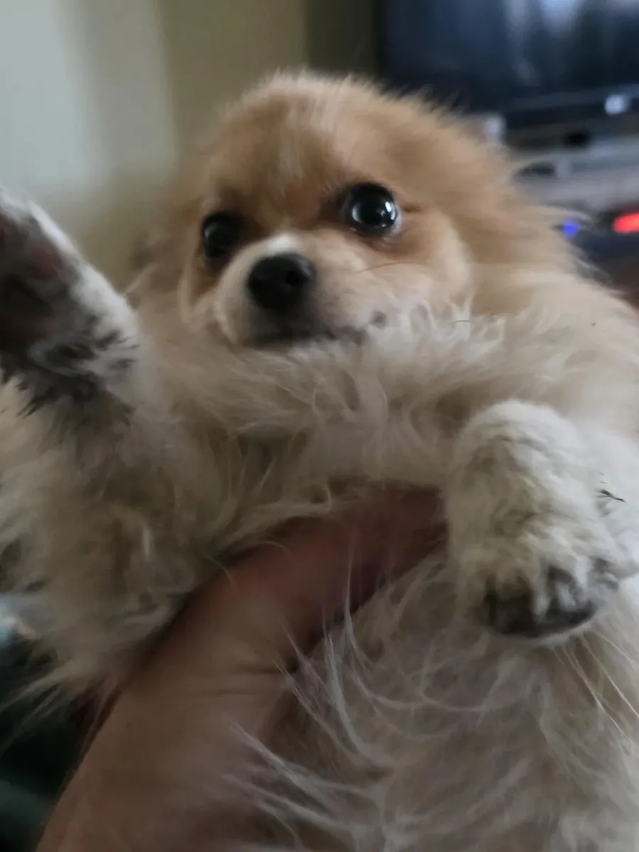 Маленькая, но привлекающая к себе внимание собака