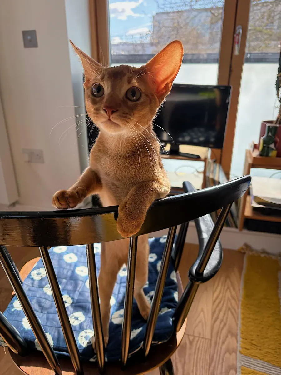 Энергичную кошку оставляют дома одну.