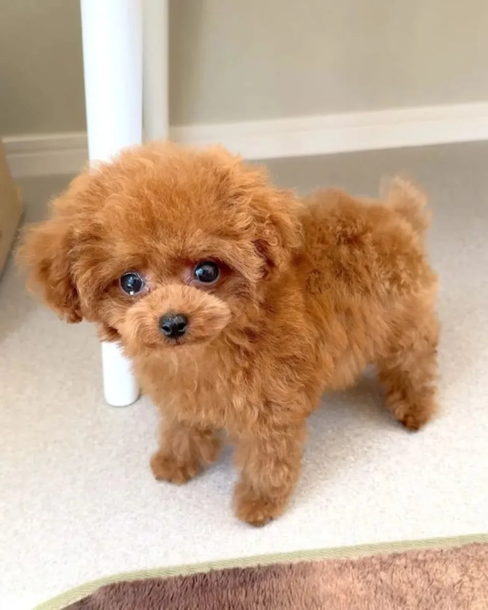 Two Teacup Poodle Puppies Needs a New Family