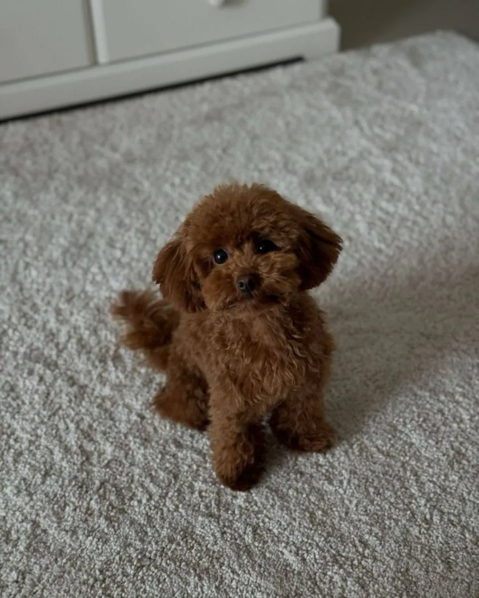 超级可爱的茶杯贵宾犬幼犬