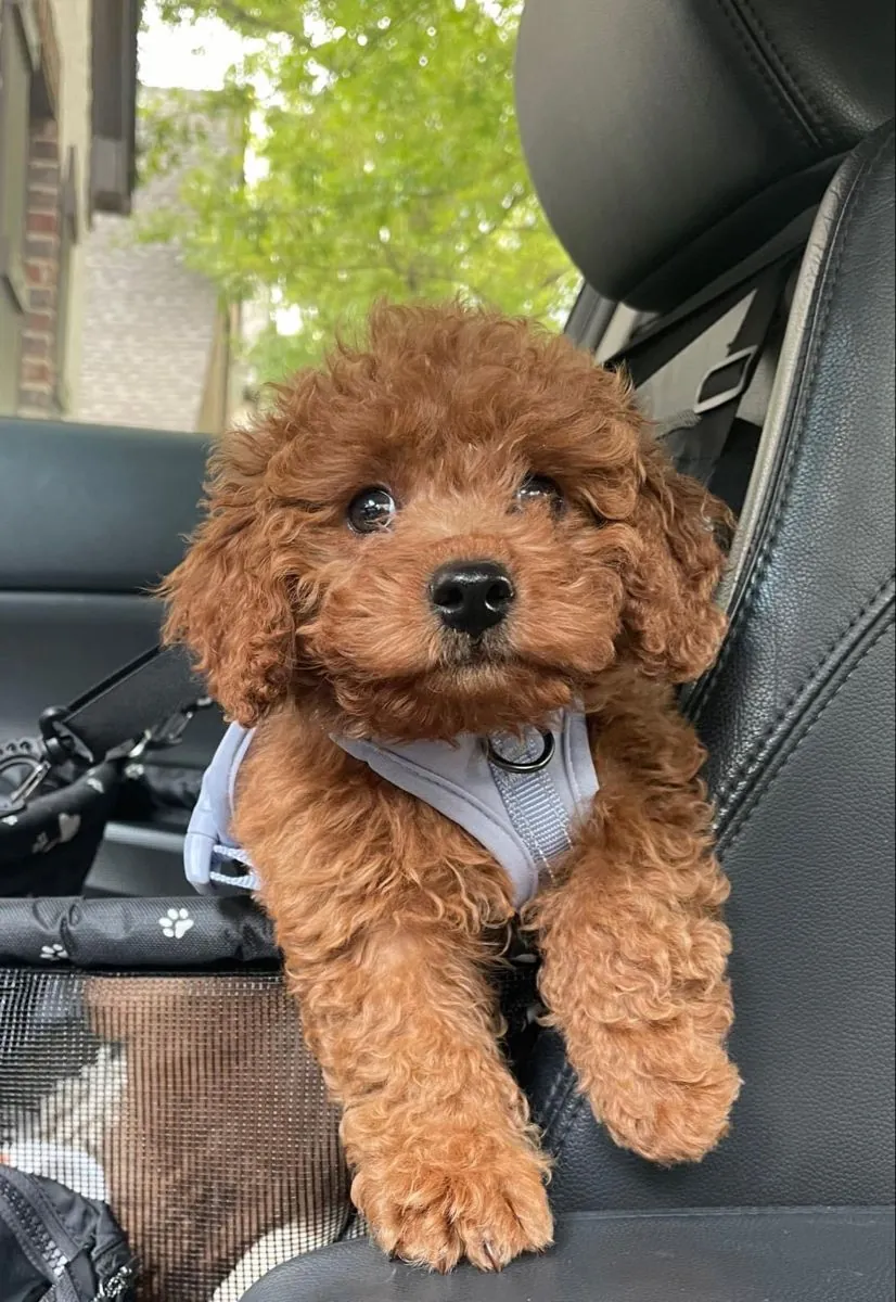 Chiots caniche mignons et en bonne santé disponibles