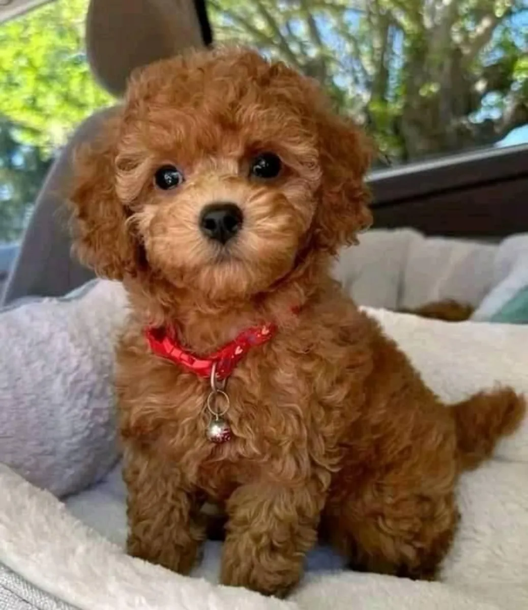 可爱的茶杯贵宾犬幼犬可供出售
