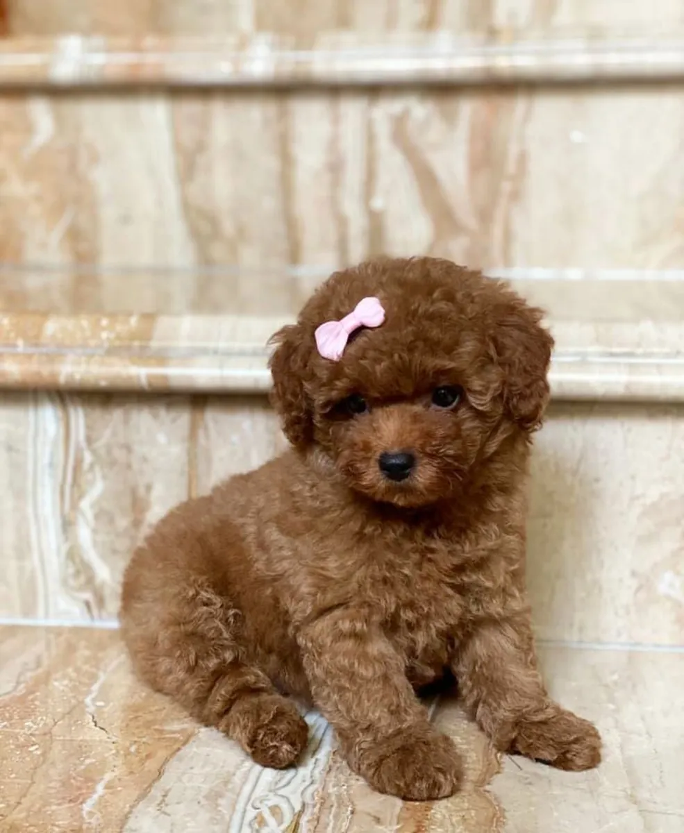 可爱的茶杯贵宾犬幼犬可供出售