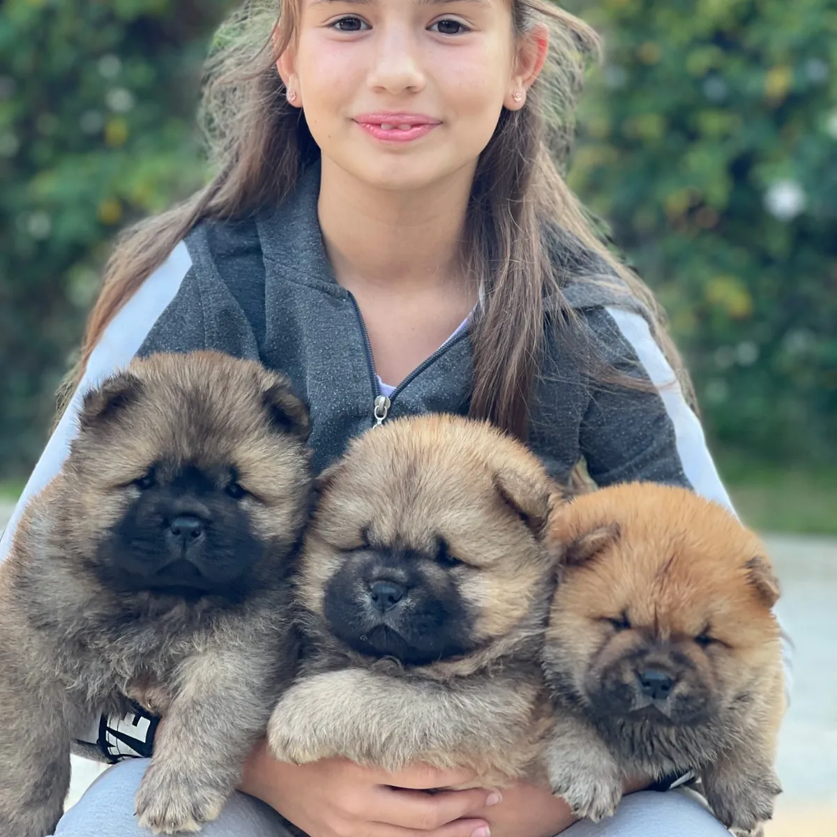 Beaux et joueurs chiots Chow Chow ***