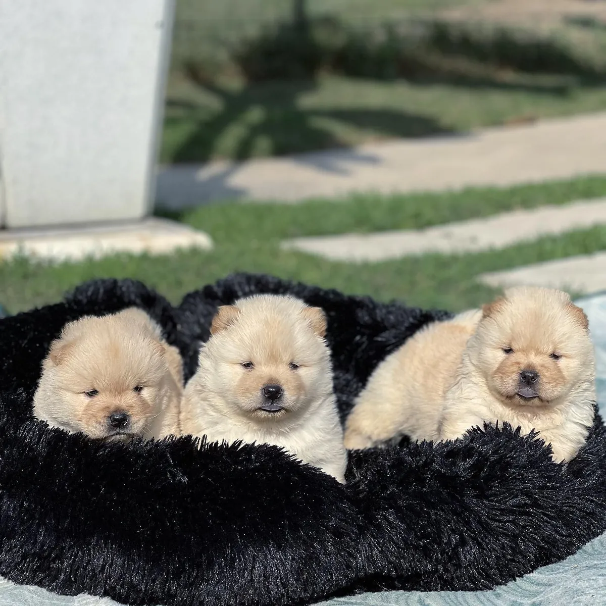 Beaux et joueurs chiots Chow Chow ***