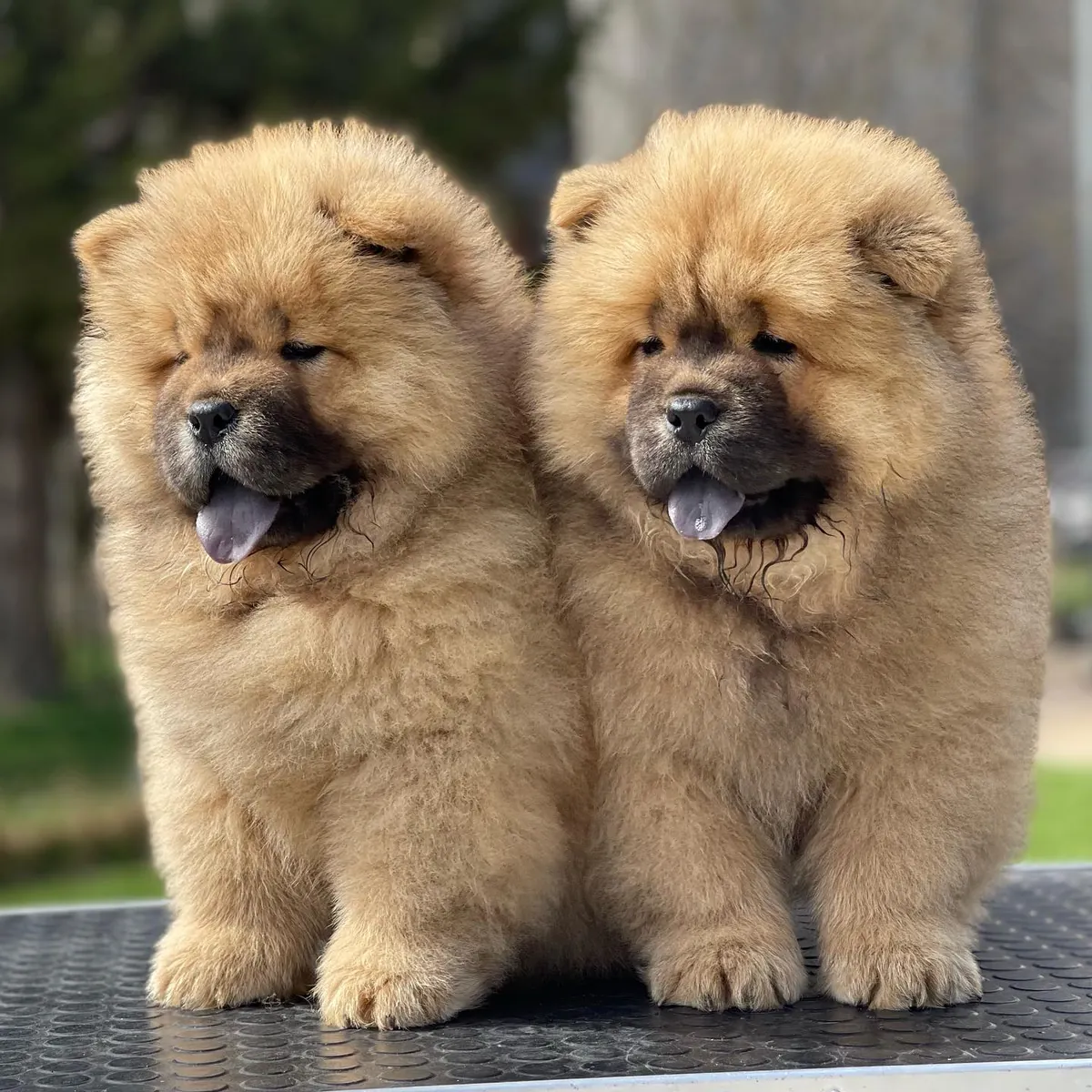 Chiots Chow Chow adorables et tranquilles ***