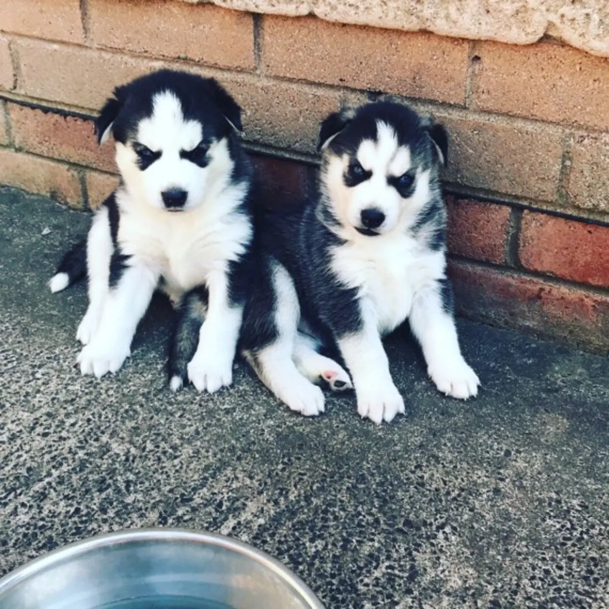 akc registered siberian husky puppies