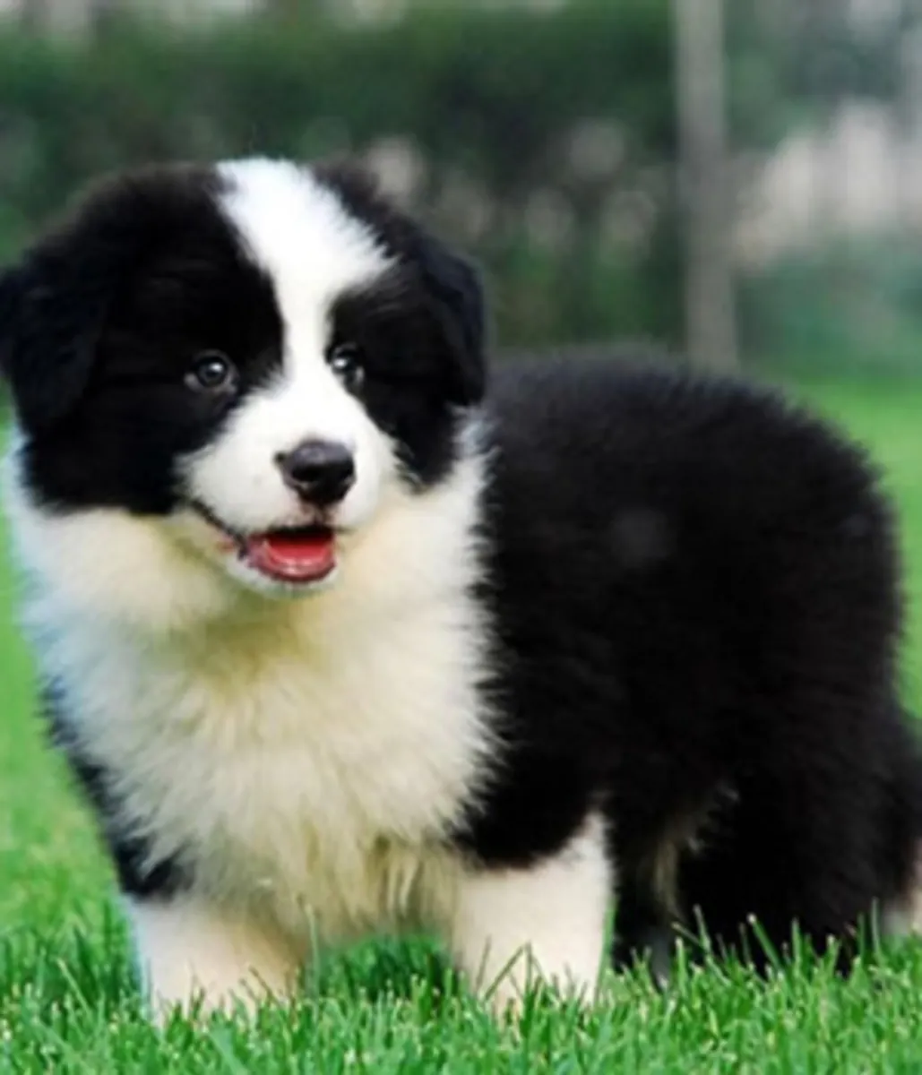 Cachorros Border Collie ISDS/AKC