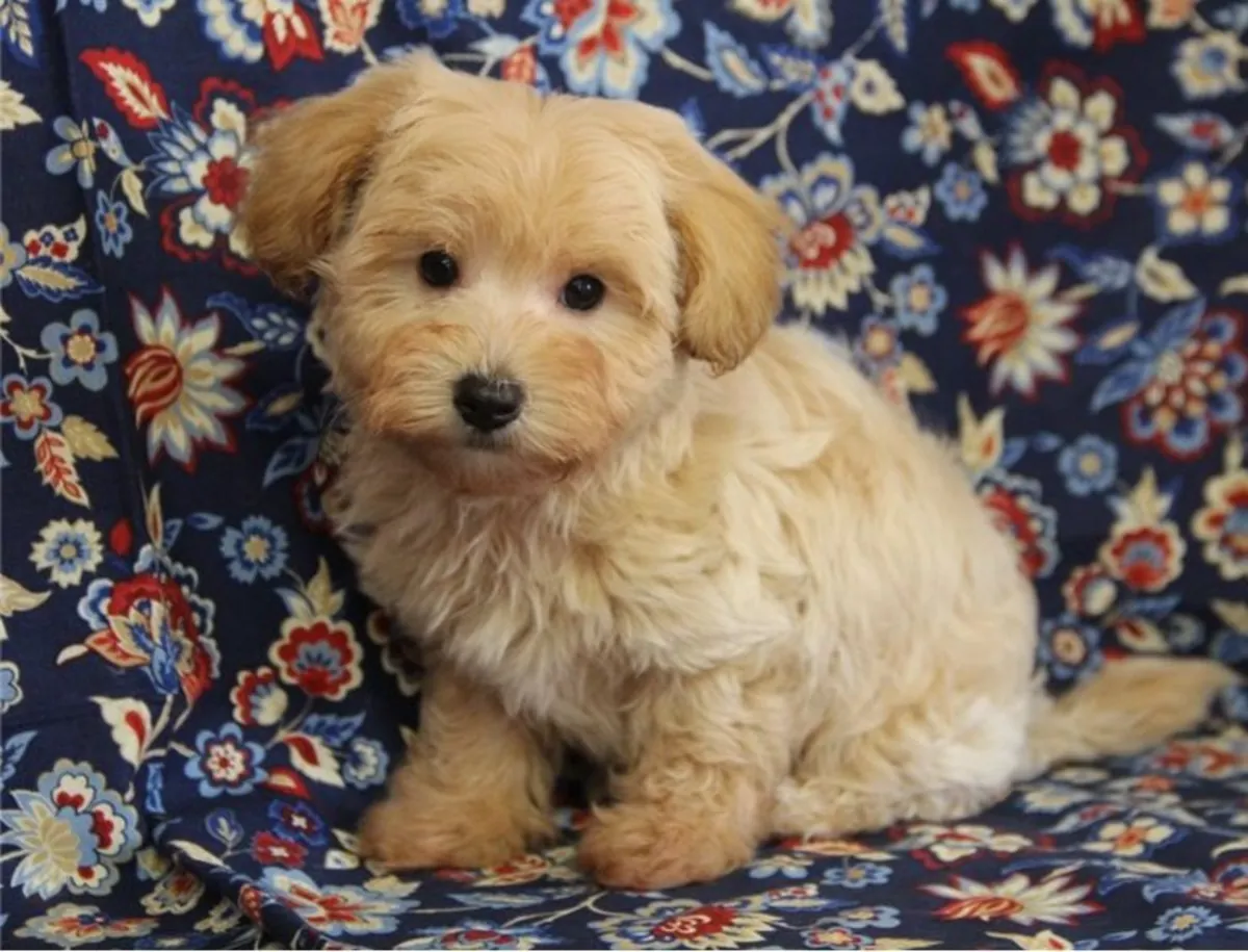 Maltipoo 2 Girl 1 Boy Available 