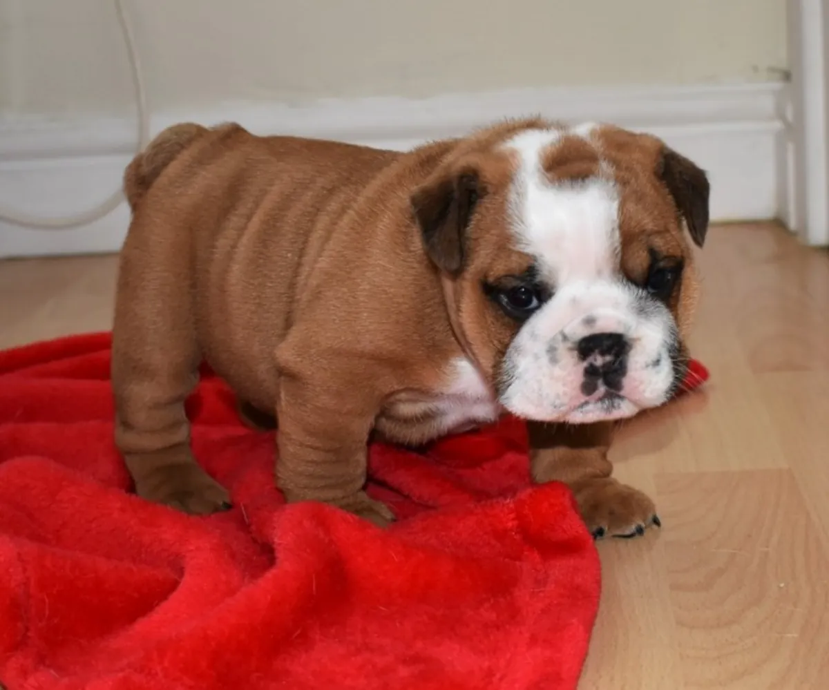 superbe portée de chiots bulldog Huu de qualité claire