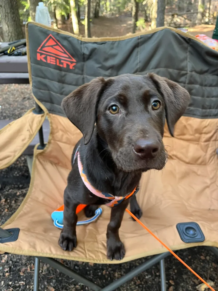 Днём лабрадора оставляют в покое.