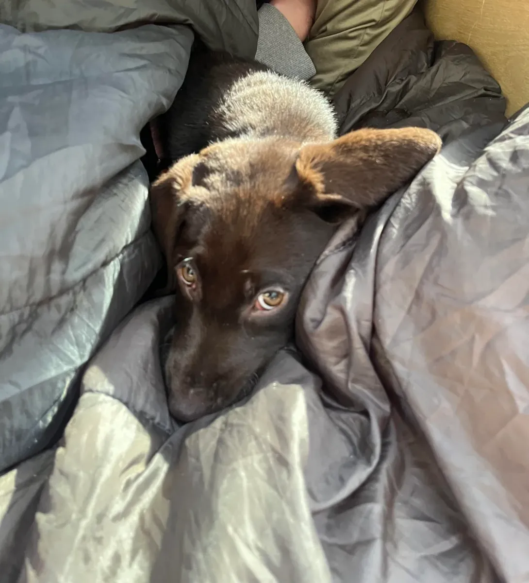 Днём лабрадора оставляют в покое.