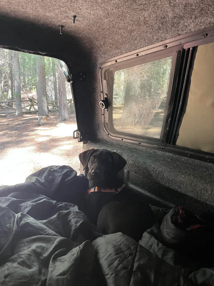 Днём лабрадора оставляют в покое.