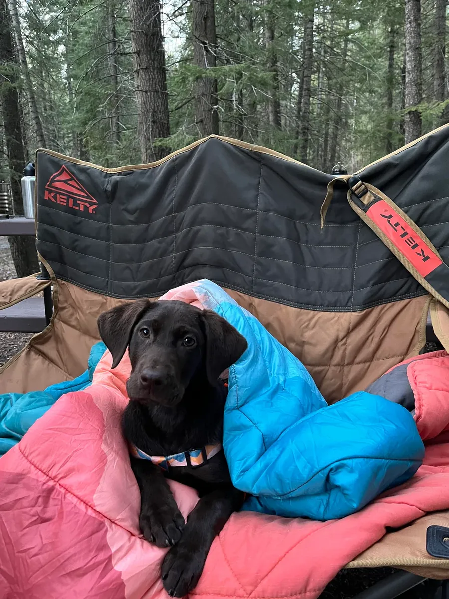 Днём лабрадора оставляют в покое.