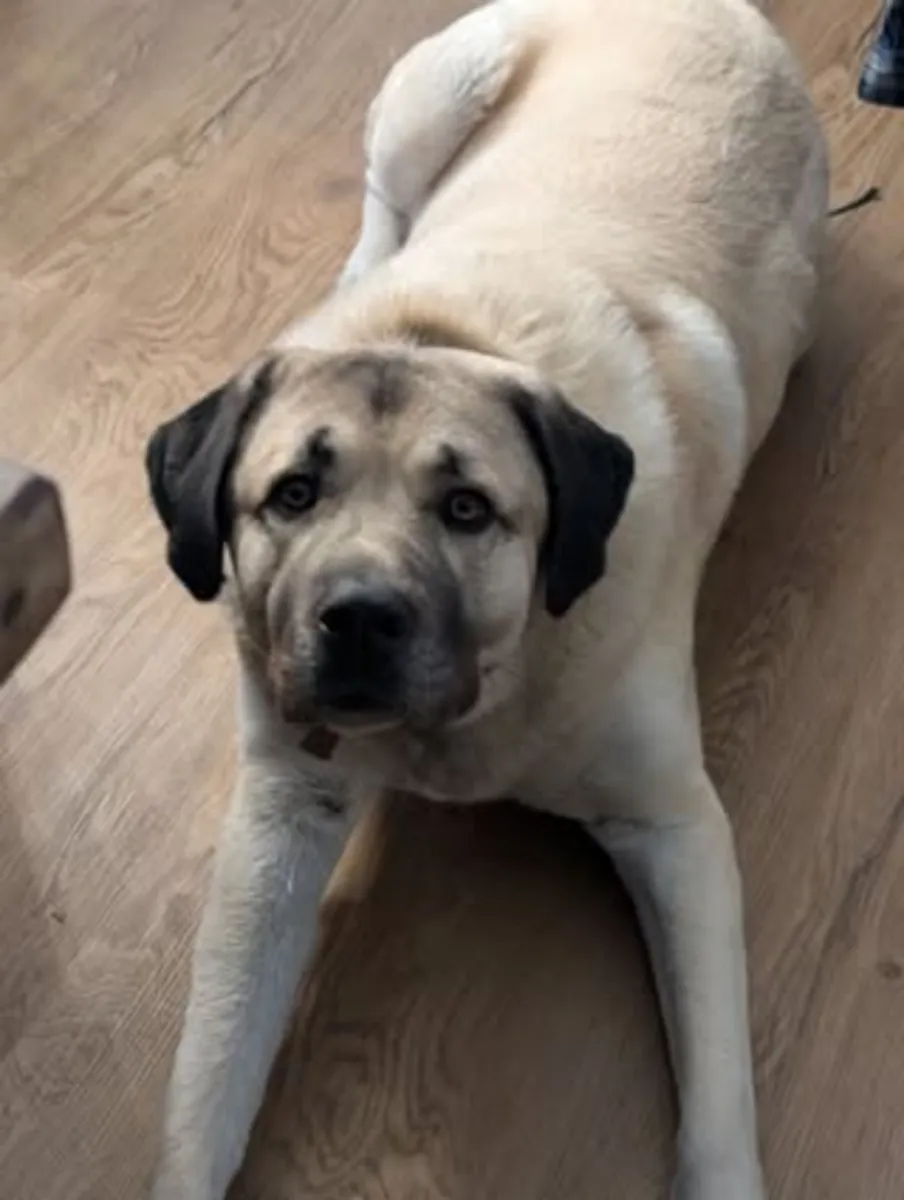 Наличие сада обязательно, квартира не подходит.