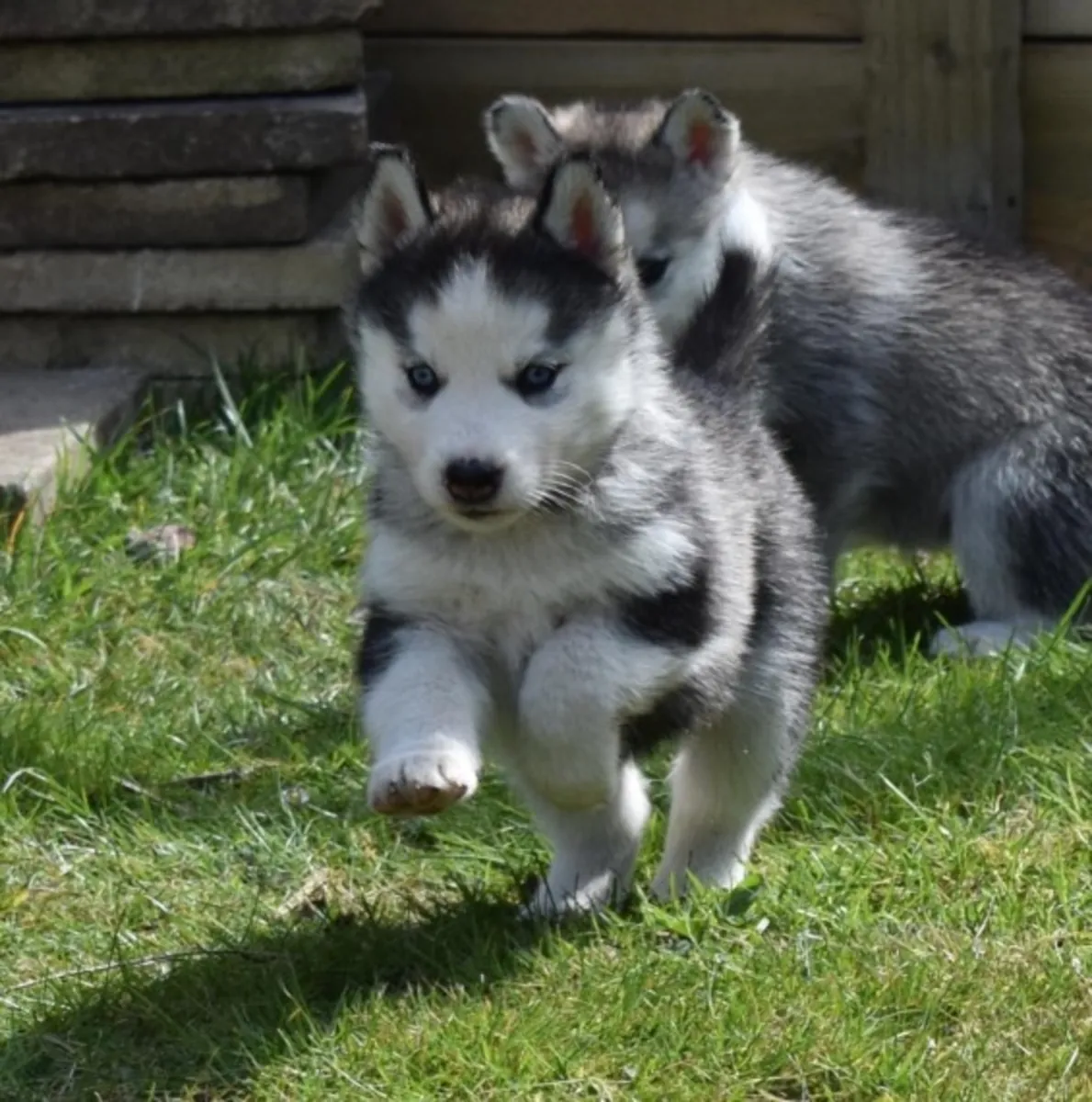 akc kayıtlı siberian husky yavruları