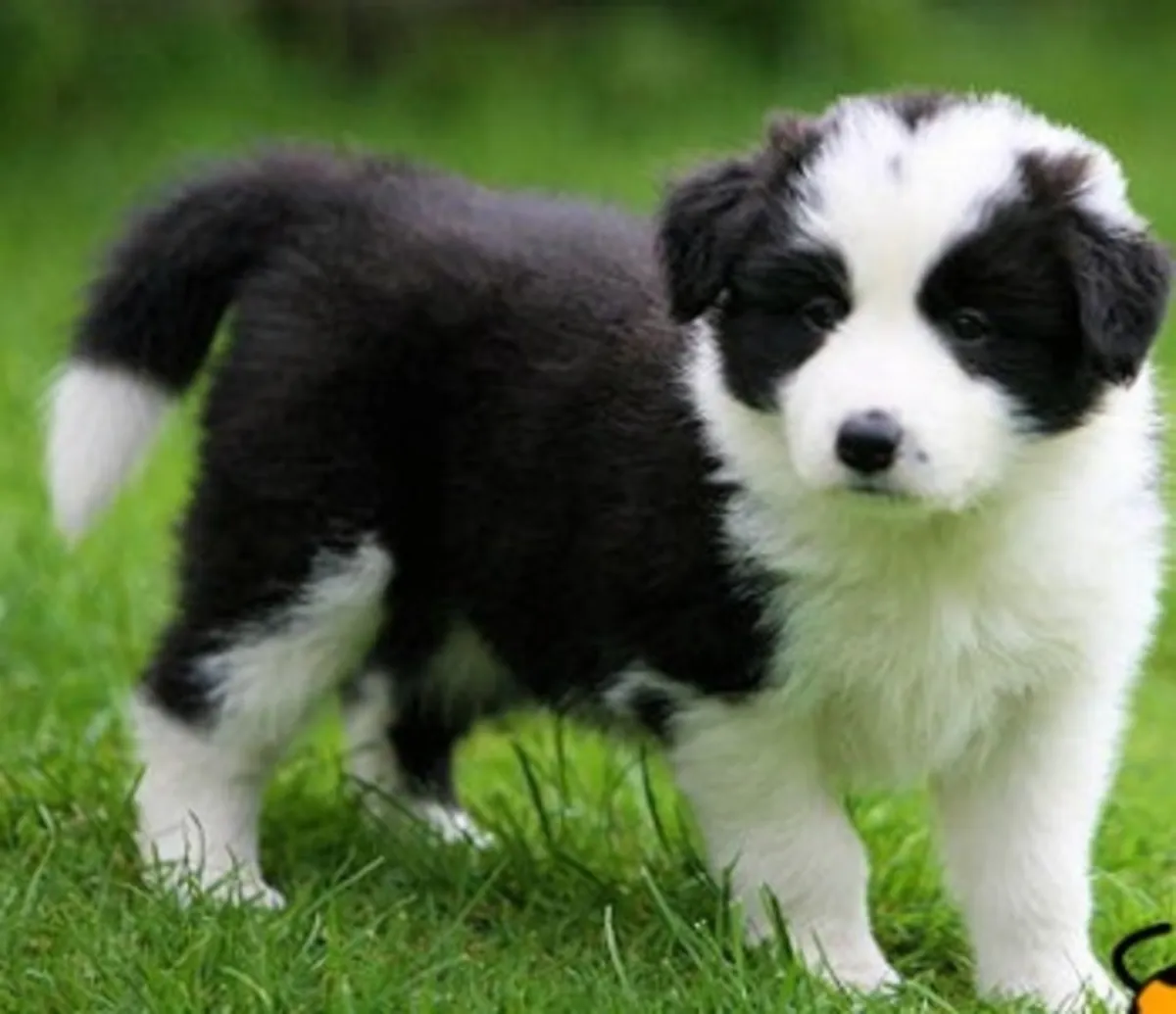 Chiots Border Collie ISDS/AKC