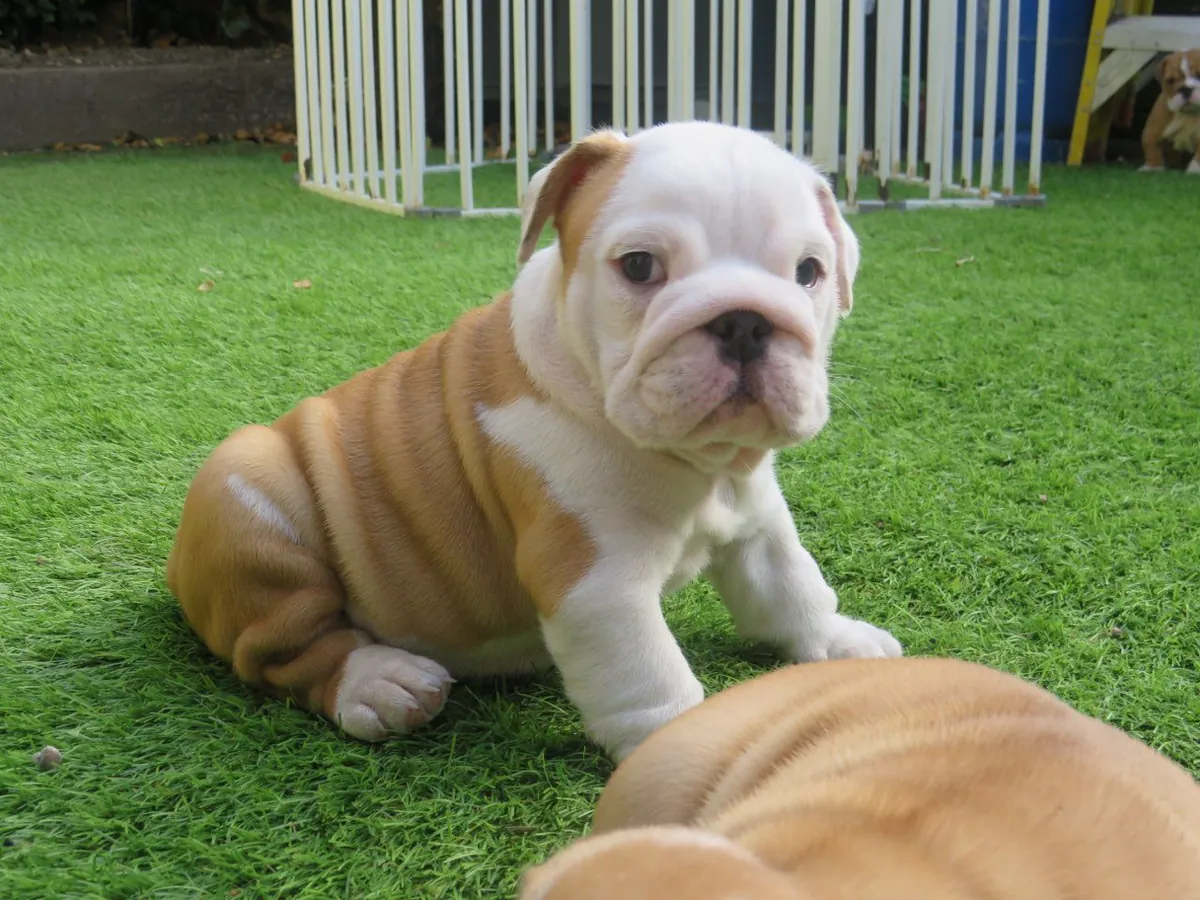 stunning litter Huu clear quality bulldog puppies